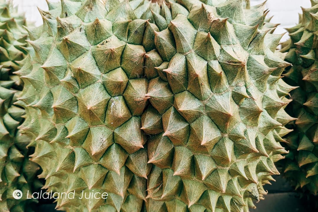 The husk of a durian in close-up — sage-green spikes tipped with gold in soft daylight.