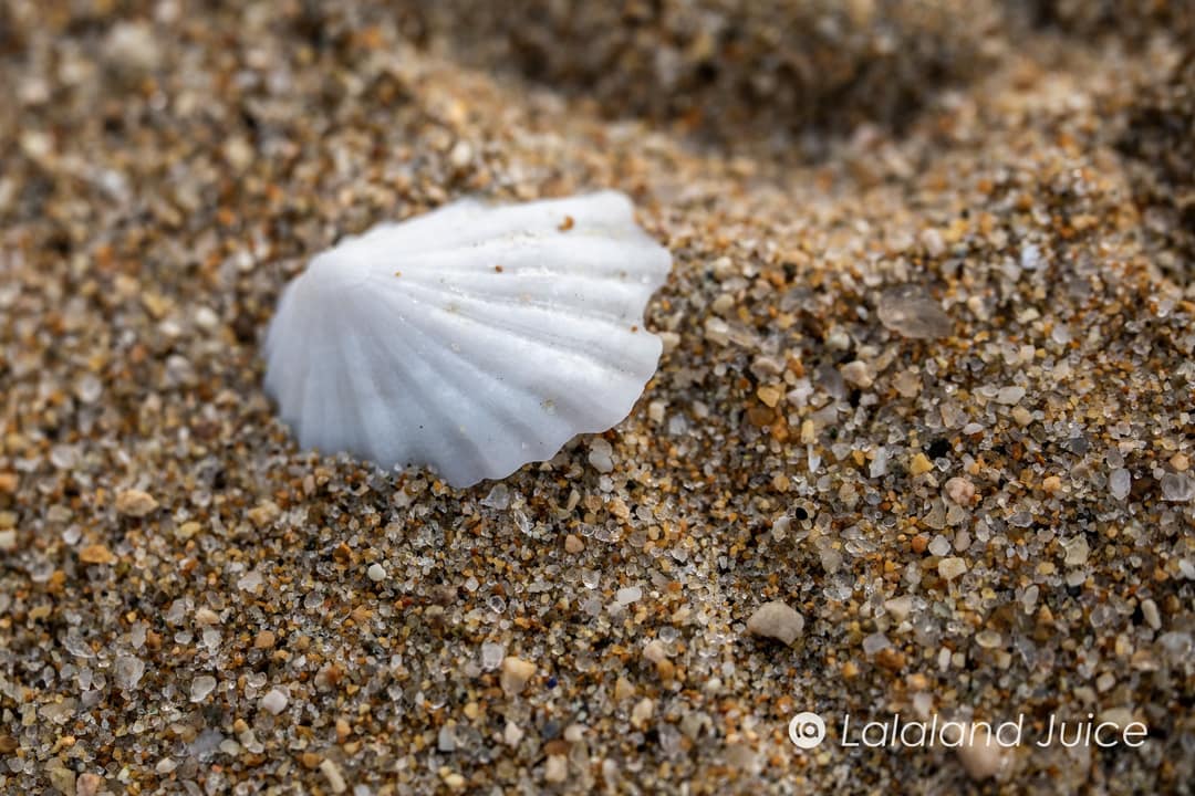 Sand up close — a single white shell resting in the grain.
