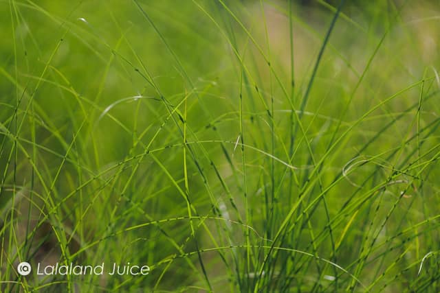 Blades of green grass in close-up, sunlit — the Lalaland Juice mark set within.