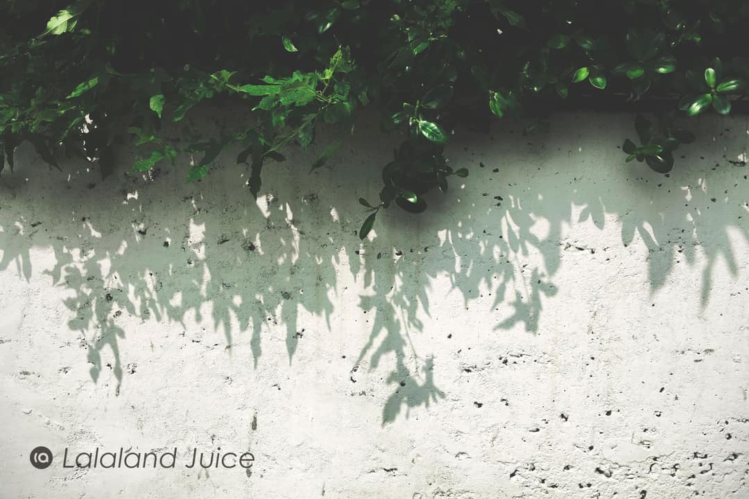 Green leaves spilling over a pale wall, their soft shadows dappling the sun-warmed plaster — the cool side of the street.