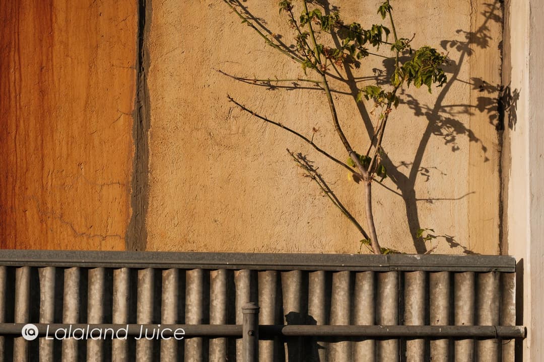 Late-afternoon light on a warm ochre wall, the soft shadow of a young tree stretched long across it.
