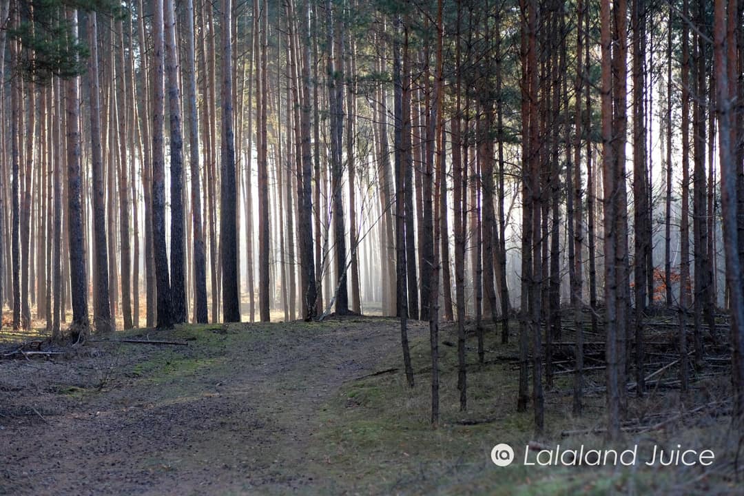 A quiet wood at first light, a soft path underfoot — the pace of a morning walk, not a punishment.